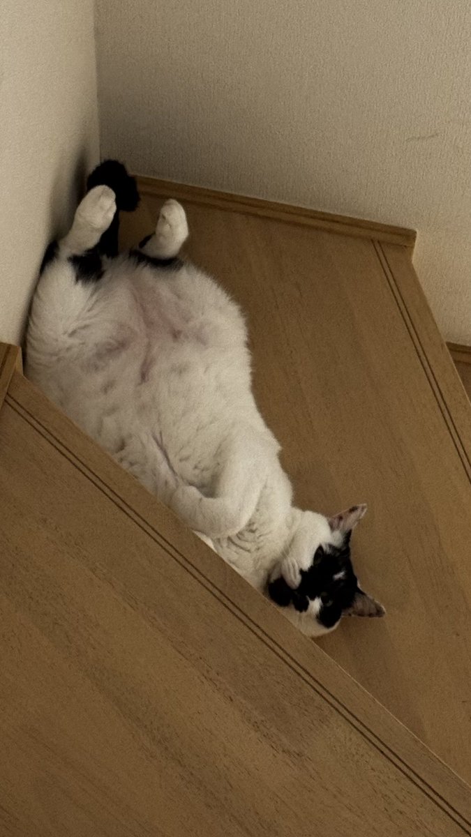 K_Yonenaga's tweet photo. @7BmsZbJLhg7696 雨で猫いませんでました〜でもうちに暑そうに転がってるのがいますが… https://t.co/LfbUDKEG8M