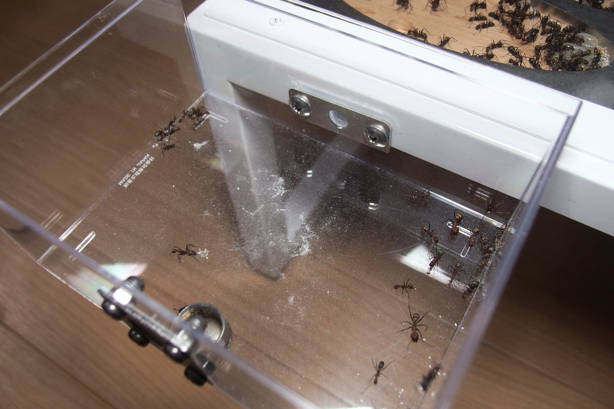 oriari_Bs3148's tweet photo. Camponotus habereri
ハーベラーオオアリ

引っ越し完了🐜
全部屋埋まるかと思いましたがもうしばらくは大丈夫かな？
右半分はケブカツヤオオアリを入れようと思ってたけど2部屋も埋まらなさそうですね🙄 https://t.co/hoN3S7DEmn