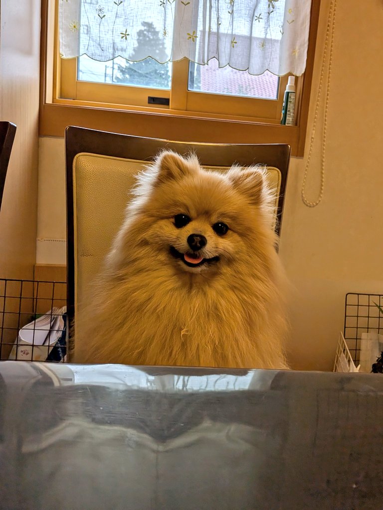 mieboripon's tweet photo. おやつ待ち🐶
#ポメラニアン https://t.co/cx6GE4siSQ