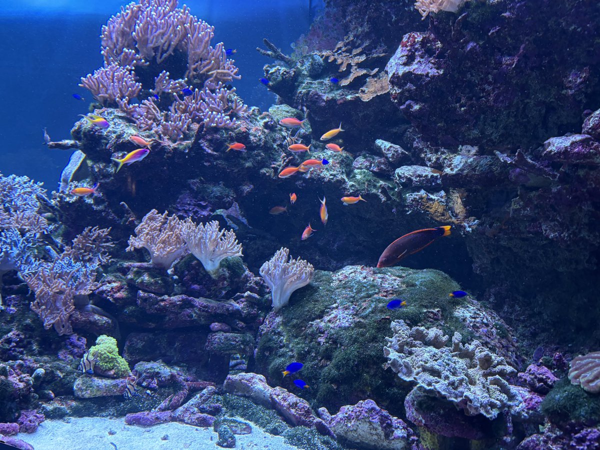 mma_03i's tweet photo. 水族館 https://t.co/IM4N4Fc3L1