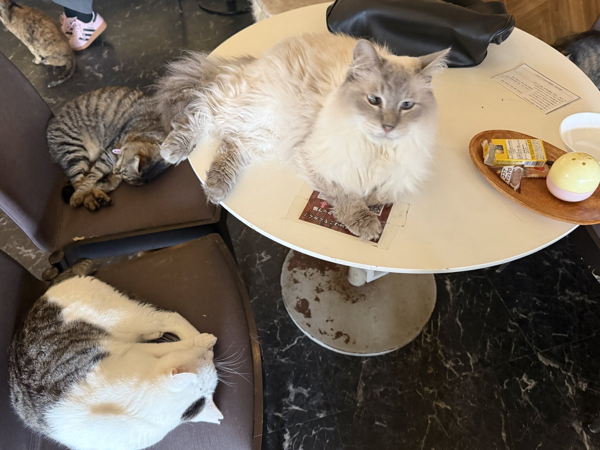 WILLchry's tweet photo. 🐈 https://t.co/BtRNZxlkRQ