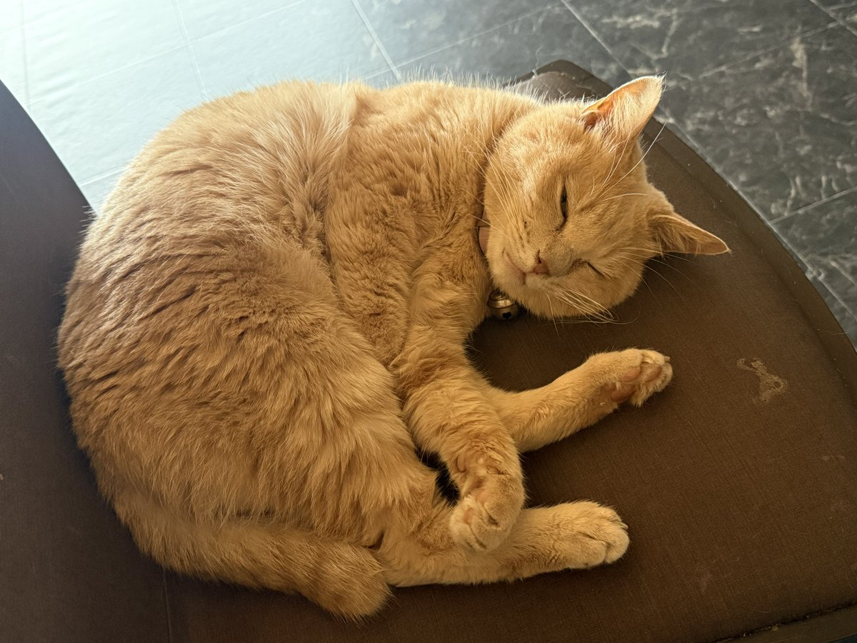 WILLchry's tweet photo. 🐈 https://t.co/BtRNZxlkRQ