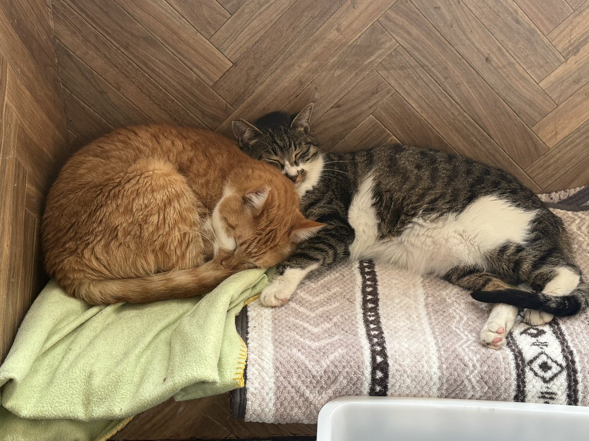 WILLchry's tweet photo. 🐈 https://t.co/BtRNZxlkRQ