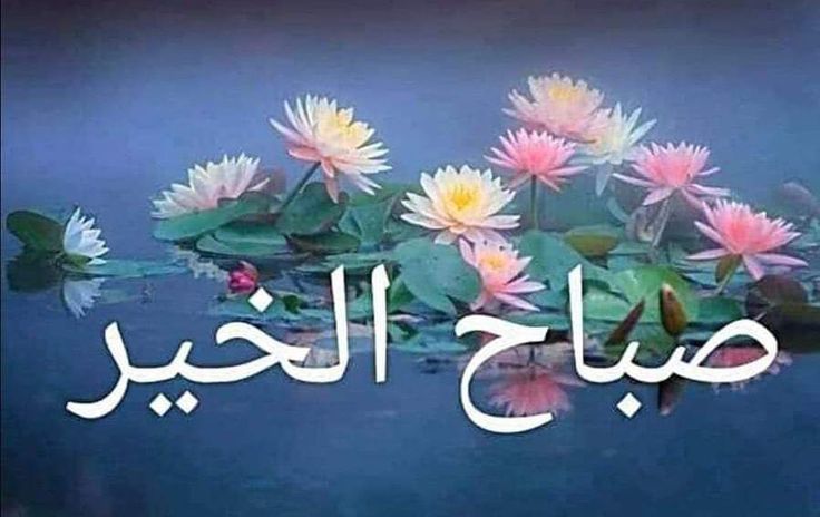_Sunlight2468's tweet photo. @bassamzid https://t.co/6rAcQEMcHa