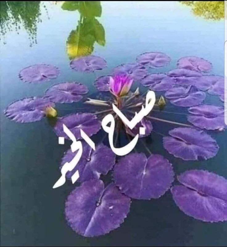 _Sunlight2468's tweet photo. @Hi_Oman_2020 https://t.co/9O5ihYhWAF