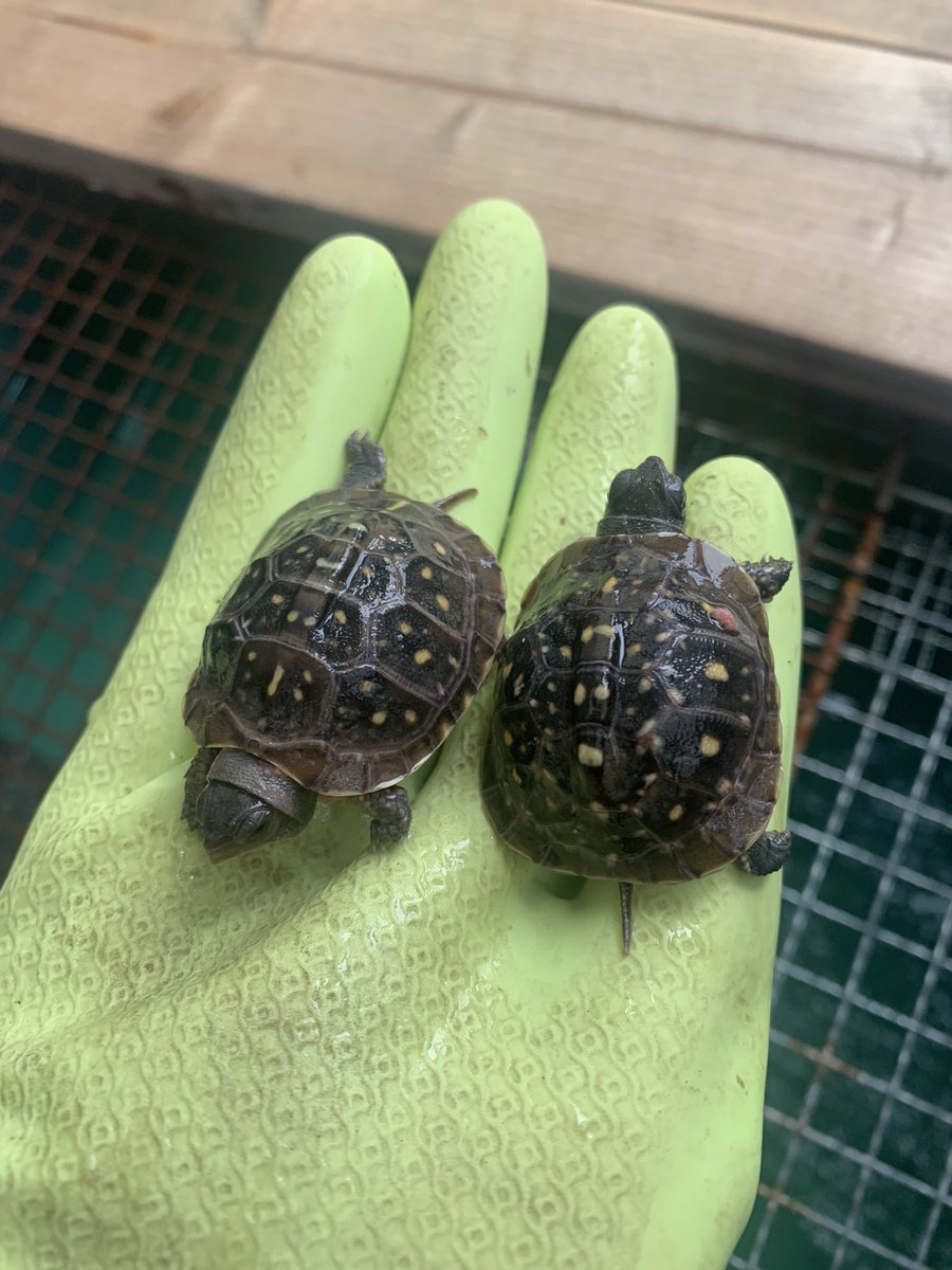 mimoza093096's tweet photo. 7年ぐらい前に
ブリーダーさんに写真で見せてもらった
ミツユビハコガメの赤黒のオスまじでかっこよかったな😄
正直、欲しかった😄
多分、種親とかだから販売はしてなかっただろうな😄

写真は
我が家のミツユビオス2号とその子供2026生まれ https://t.co/lHXyRDY476