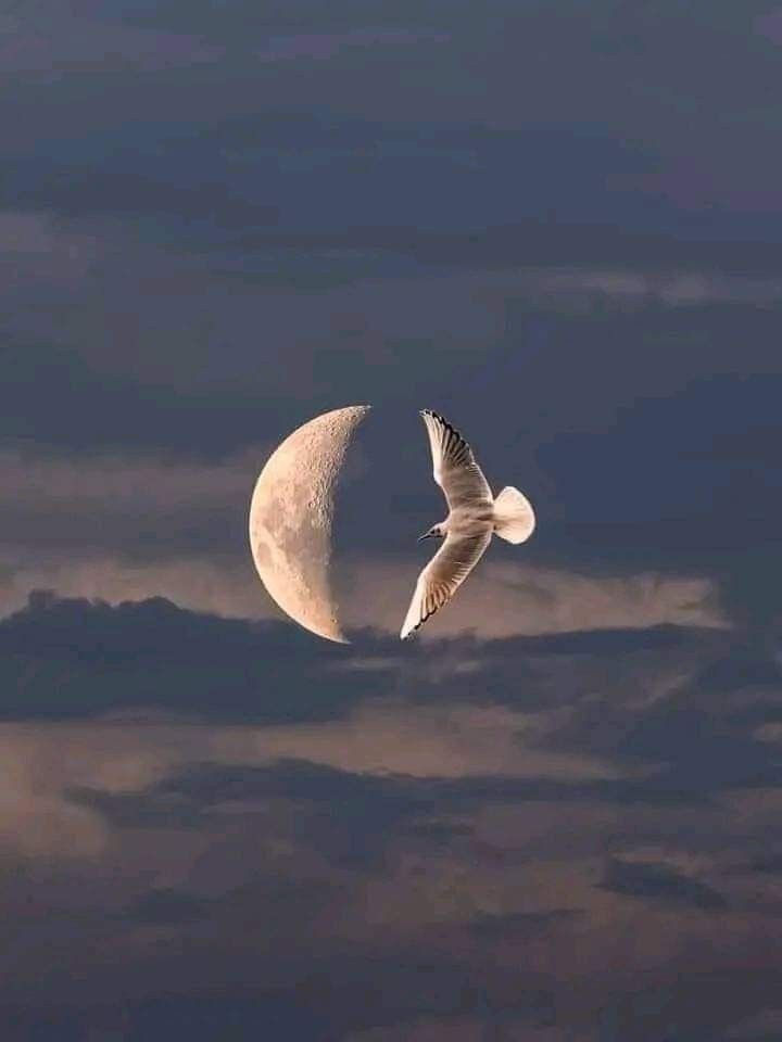 Moon4pics's tweet photo. https://t.co/swP04m4u8i