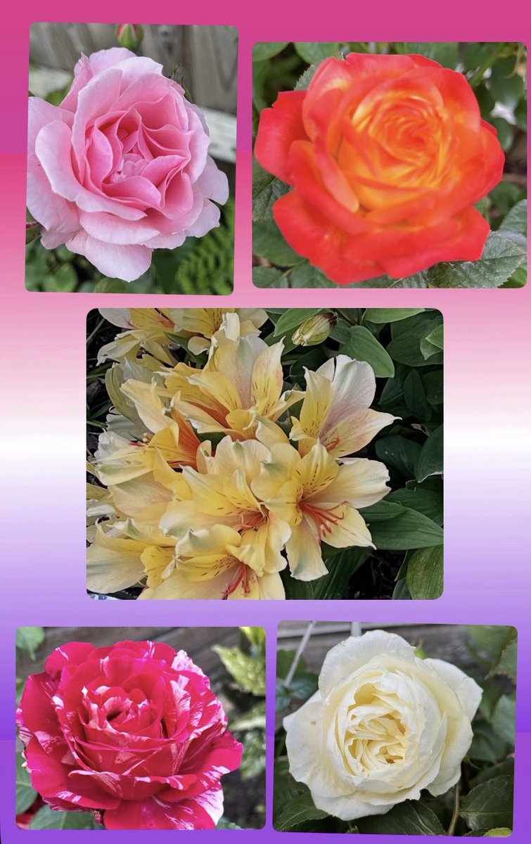 JeanLoveToLaugh's tweet photo. Morning all 💗
Lovely and cool out, best I do some gardening soon, these beautiful 🌼🌷🌺🌸🌹💐’s don’t get to grow like this without a little TLC.
Have a wonderful Sunday 💗 https://t.co/whh1GMATI0