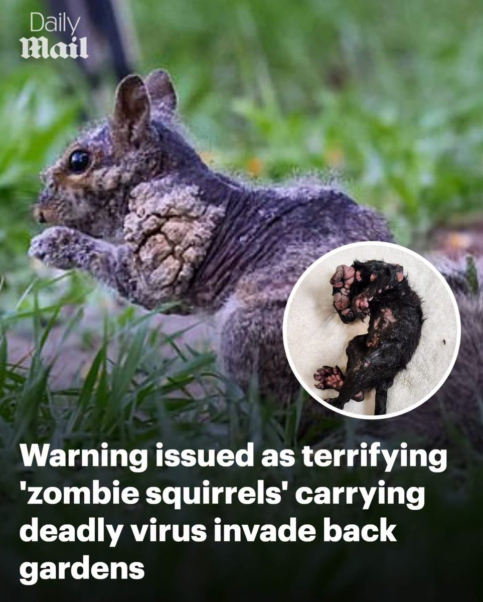 to10186's tweet photo. THE LATEST HEALTH SCARE: ZOMBIE SQUIRRELS!
#deadlyvirus #scamdemic #nomorelockdowns https://t.co/8Hw4yKsHIR
