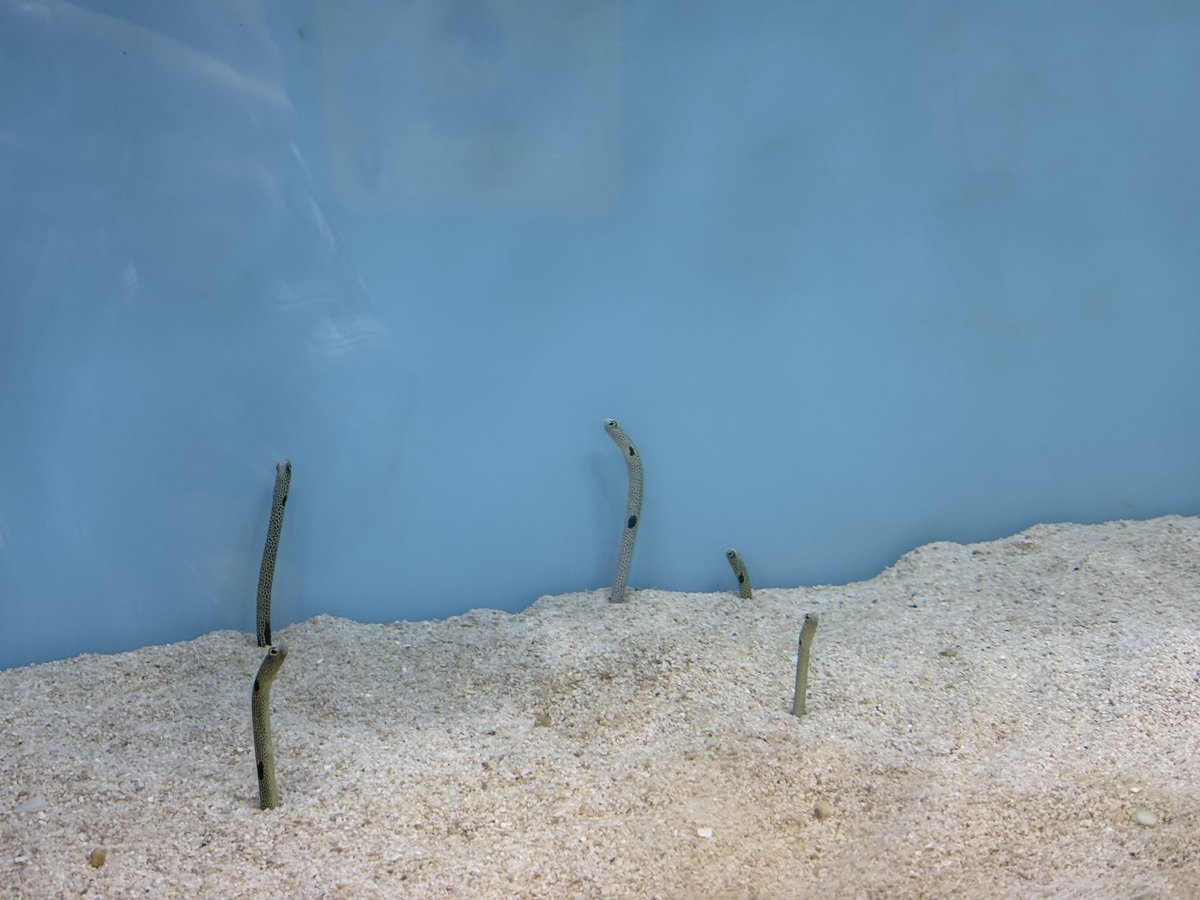 mma_03i's tweet photo. 水族館 https://t.co/JUehB9jUMd