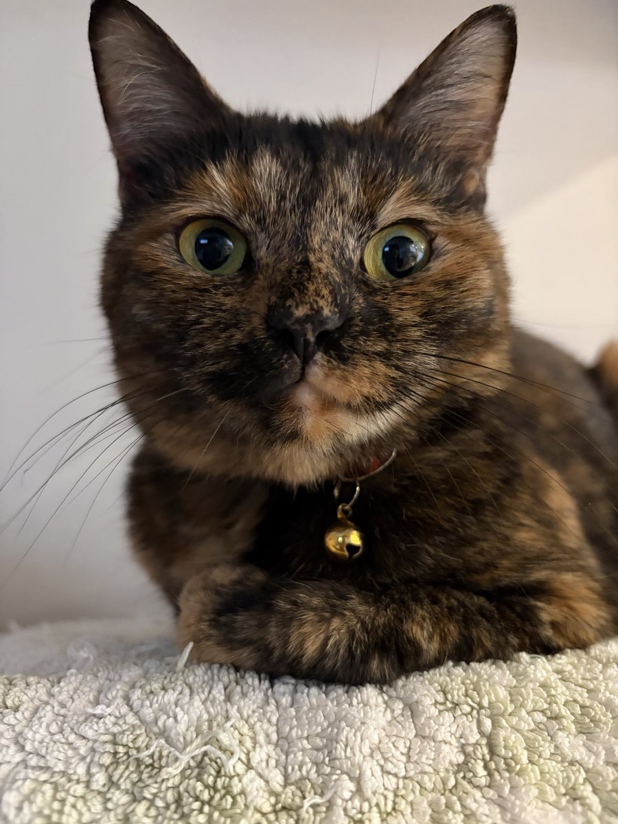 MiroToRita's tweet photo. まーたミロの写真撮ってるにゃ…って顔してるミロちゃん😊
#猫
#サビ猫
#猫の居る暮らし https://t.co/kcADNwUJmm