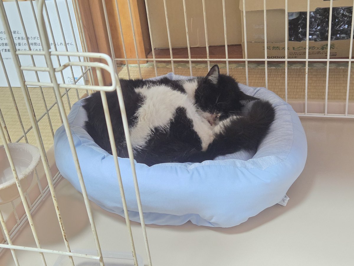 hogoke_mama's tweet photo. 動物病院病院行ってきました🏥

エコーとレントゲンを撮ってもらったところ、とりあえず骨折や内臓損傷はないようです。
ただ…車ではなくバイクや自転車ではないか…との事。
どれだけ気を付けていたとしても事故は起きる。
でもその後横に寄せるでもなく放置💦 https://t.co/bKIcF4IRqB