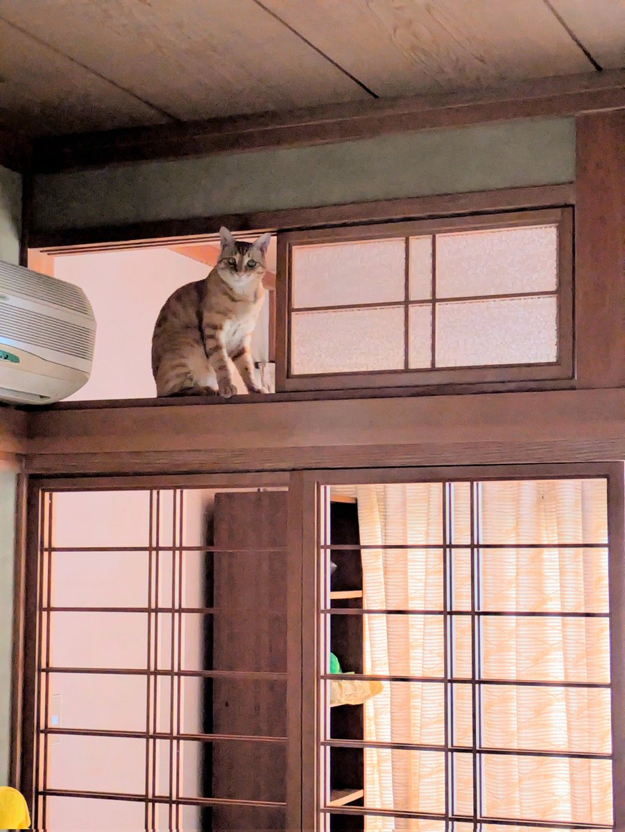 nankaz1105's tweet photo. これがホントの猫間障子

彼🐱、今日朝からずっと寝てるの
まだ起きてこないんだけど
中学生かよ！ https://t.co/c8FgzwFSMI