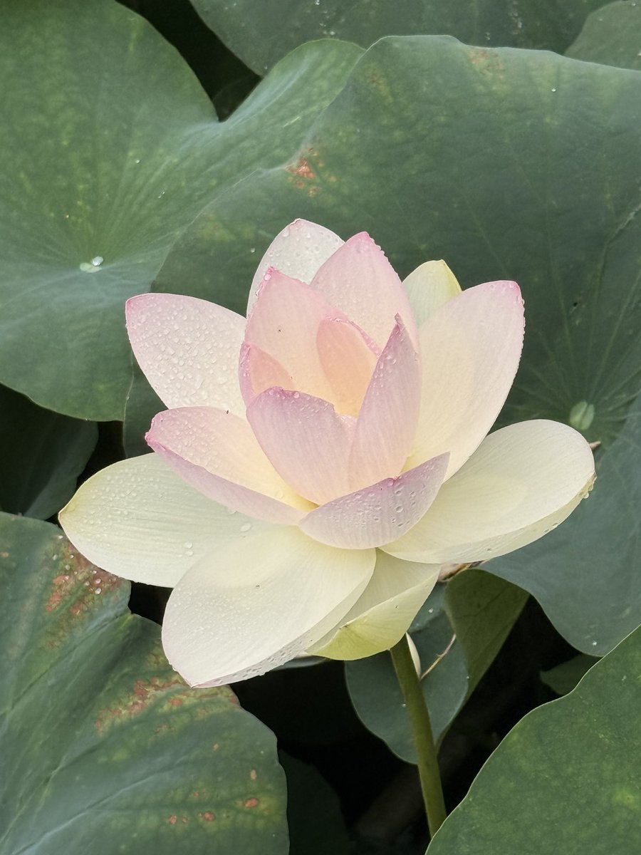 sanctuary1964's tweet photo. 本證寺　ハスの花

永禄6年(1563)に勃発した三河一向一揆。その時に徳川家康と対立した寺院の1つが本證寺

#本證寺
#ハスの花
#安城市 https://t.co/0hcb6JrchH
