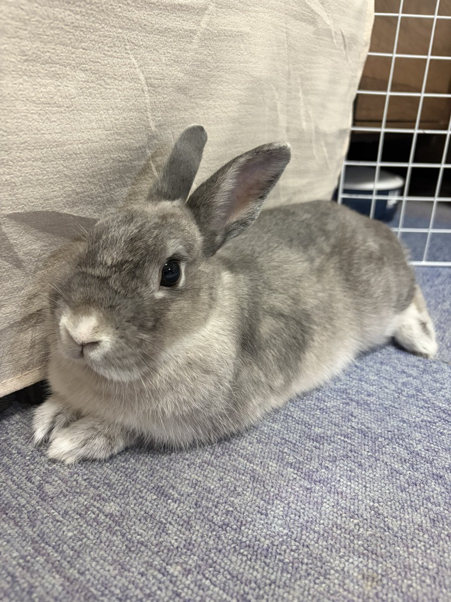 panchan_miniusa's tweet photo. ご飯待機中🐰
#うさぎ
#うさぎのいる暮らし https://t.co/Gqss6TCpBk