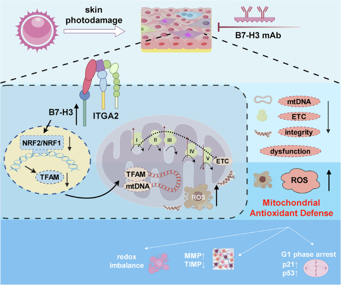 CommsBio's tweet photo. B7-H3 promotes skin photodamage through ITGA2-NRF2-TFAM-mediated mitochondrial oxidative stress: Communications Biology, Published online: 28 May 2026; doi:10.1038/s42003-026-10387-6B7-H3 promotes skin photodamage by disrupting mitochondrial oxidative… https://t.co/O1RCqPJgYM https://t.co/RIt4oU1o7R