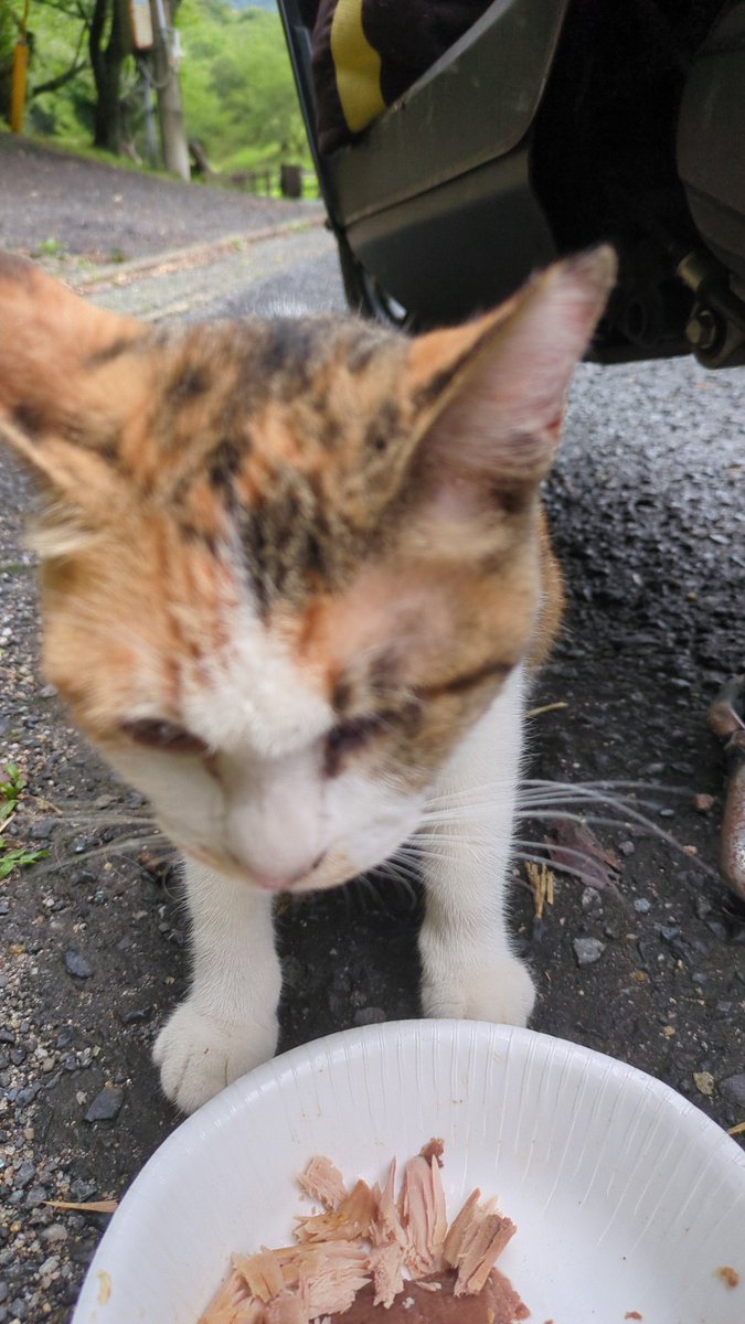 hattarikuns's tweet photo. #里親募集中
#片目の三毛猫
#福岡県
#飯塚市 https://t.co/h2x9wB03ek