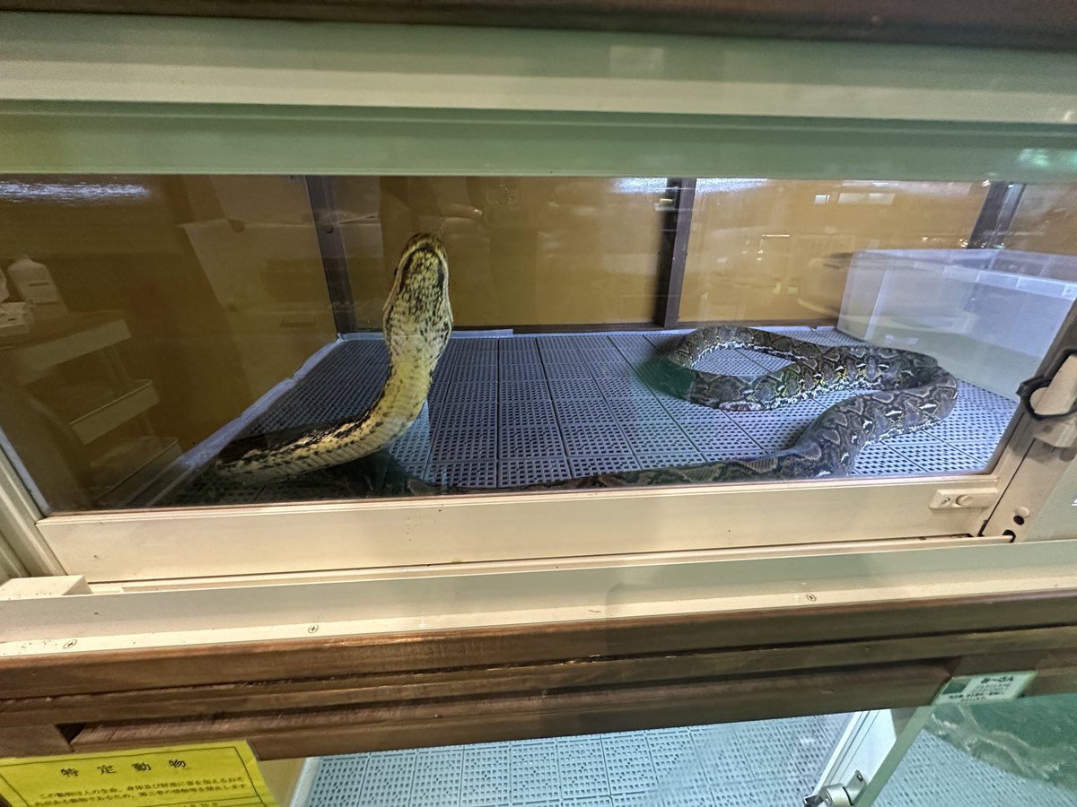 leopa_kei's tweet photo. 大阪でアミメとビルマいっぱい見れる場所🐍 https://t.co/LppcqTuuJN
