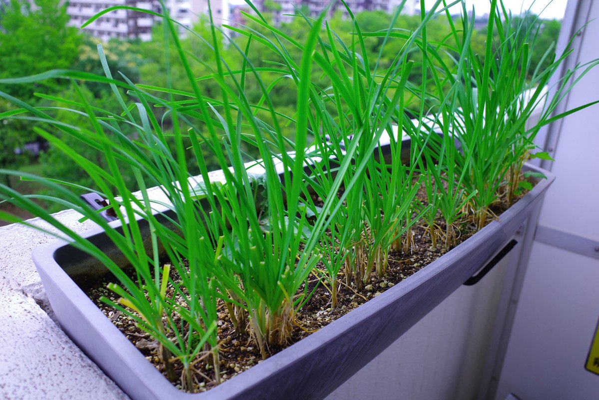 UG_TinyLab's tweet photo. ベランダ菜園🌱
ニラの収穫第七弾😄
前回の収穫から約2週間で、だいたい収穫できる大きさになります

#gardenshour #GardenersWorld  #GardeningTwitter #家庭菜園　#ニラ　#growyourown #ベランダ菜園　#プランター https://t.co/vOpGw8F88x