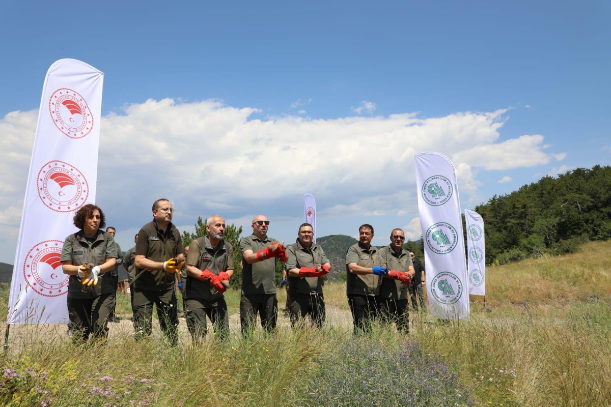 DKMPAnkara's tweet photo. 🦅 Yaralı 2 Şah Kartalı ve 6 Kerkenez, tedavi süreçlerinin ardından Soğuksu Milli Parkı’nda doğal yaşam alanlarına salındı.

🛰️ Salım sonrası izleme çalışmalarına katkı sağlamak amacıyla 2 şah kartalına uydu vericisi takıldı.

Doğayı ve yaban hayatını korumaya devam ediyoruz. 💚 https://t.co/VPBh3UAUCA