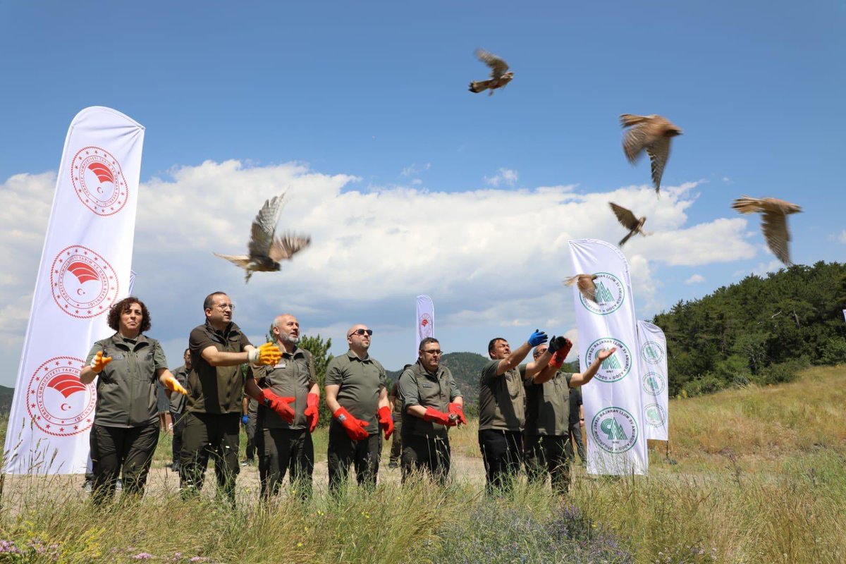 DKMPAnkara's tweet photo. 🦅 Yaralı 2 Şah Kartalı ve 6 Kerkenez, tedavi süreçlerinin ardından Soğuksu Milli Parkı’nda doğal yaşam alanlarına salındı.

🛰️ Salım sonrası izleme çalışmalarına katkı sağlamak amacıyla 2 şah kartalına uydu vericisi takıldı.

Doğayı ve yaban hayatını korumaya devam ediyoruz. 💚 https://t.co/VPBh3UAUCA