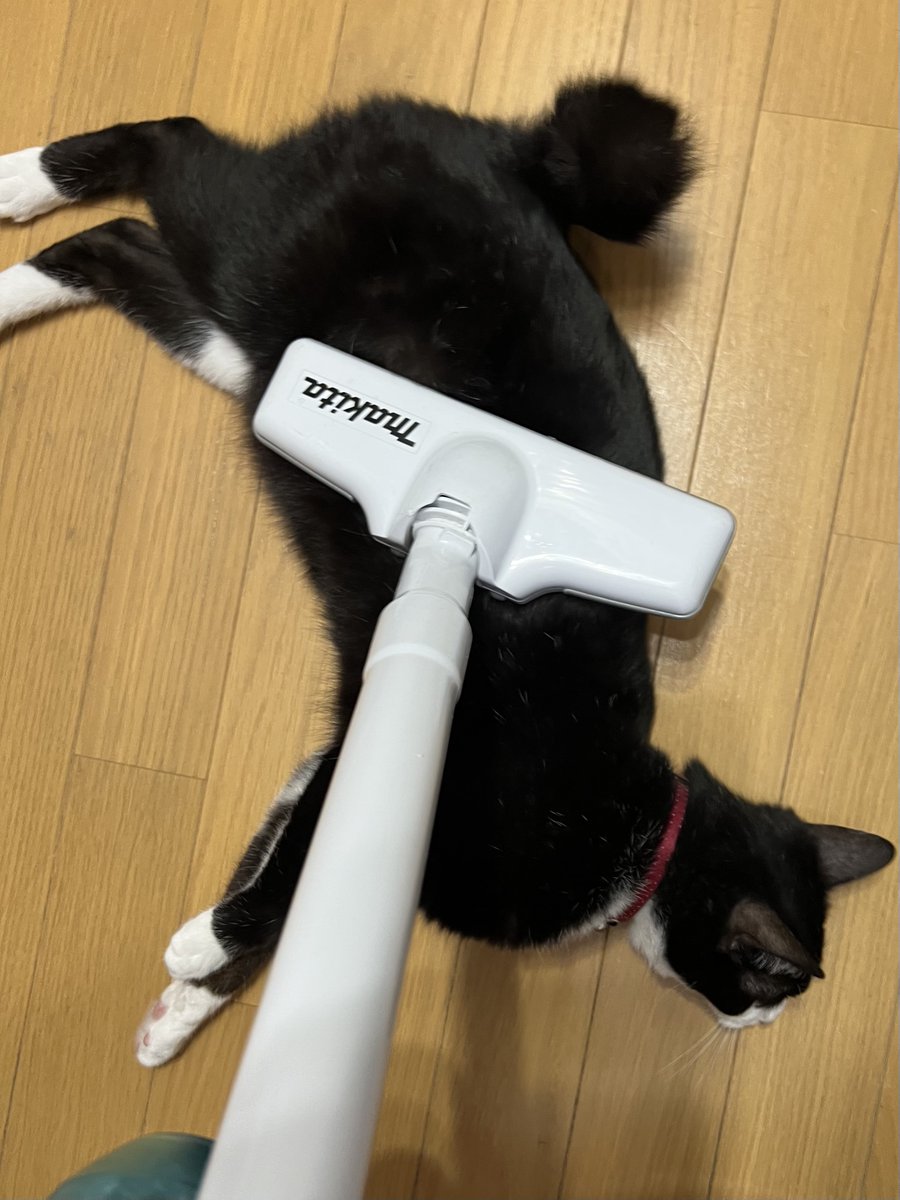 muka_dee's tweet photo. ﾅﾅﾅﾅｰｲ ﾅﾅﾅﾅｰｲ
おやつたべた
makita https://t.co/xOnP2w3R7t