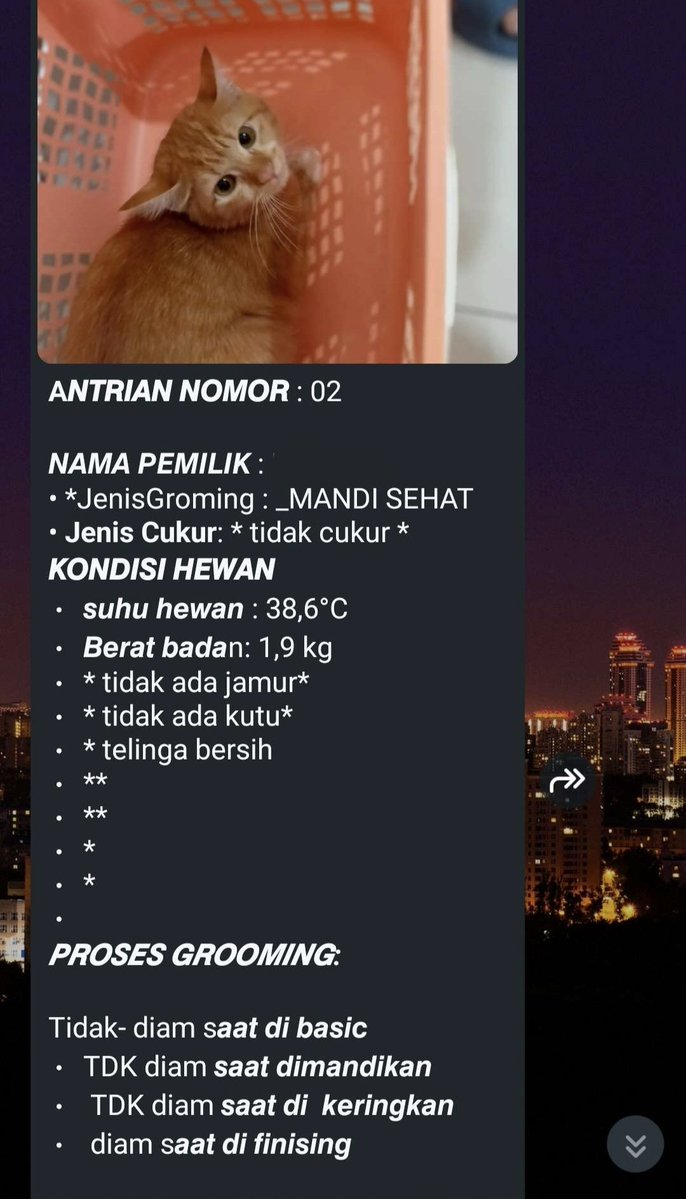miawmiawprison's tweet photo. Dia gembul sekarang..... Masih TDK diam saat di grooming..... https://t.co/hsCJp8pu3v