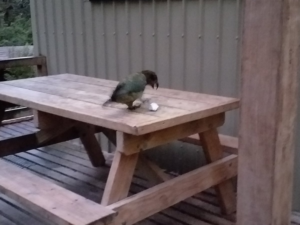 southseasml's tweet photo. They also play fetch if you give them a rock https://t.co/gsWaFiw2Gn
