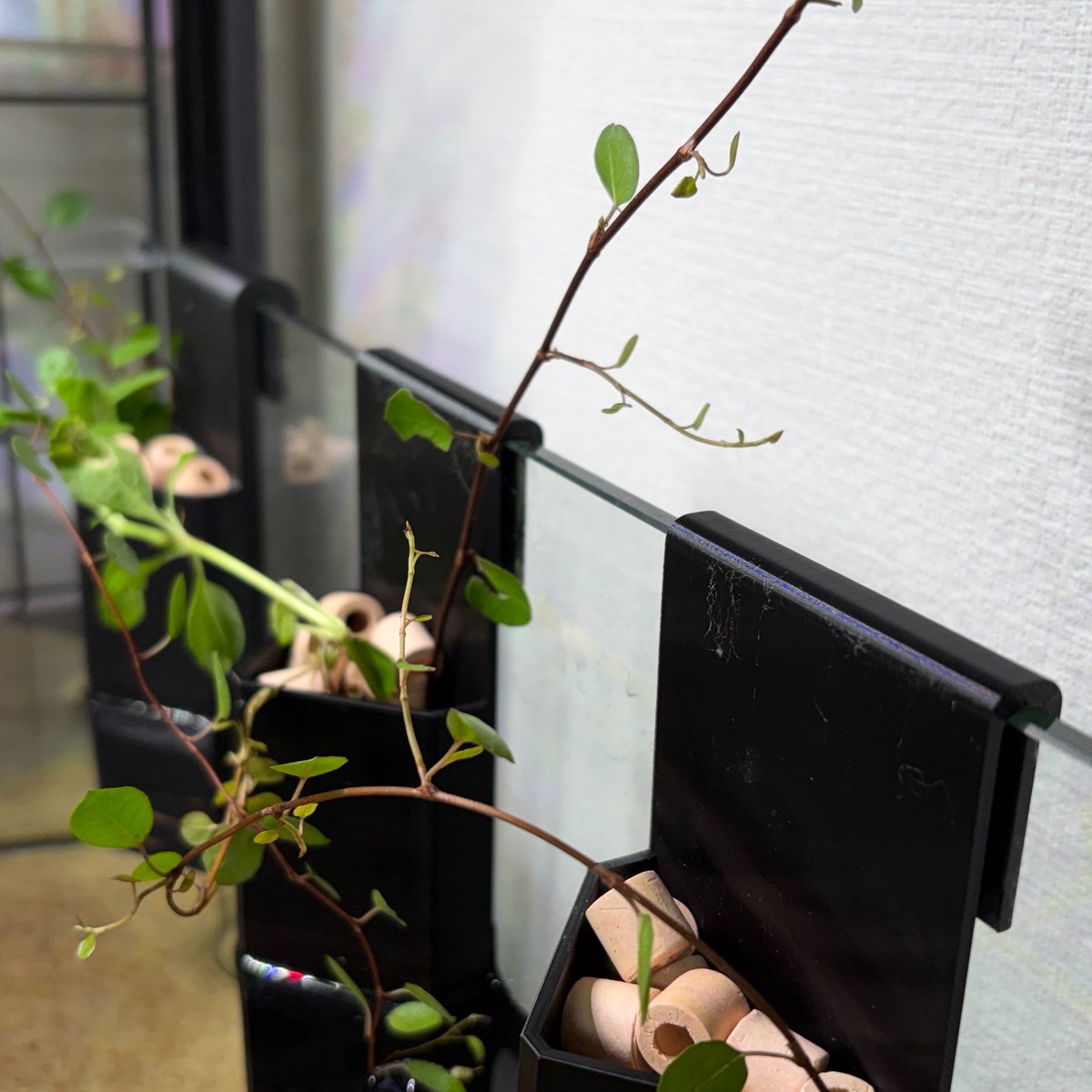 sasakiF_H's tweet photo. ウーパールーパーの水槽の上で水耕栽培の実験をしてる

新芽も出てきてるし、ワイヤープランツならどこでもいけそう https://t.co/gxgpU8qXOX