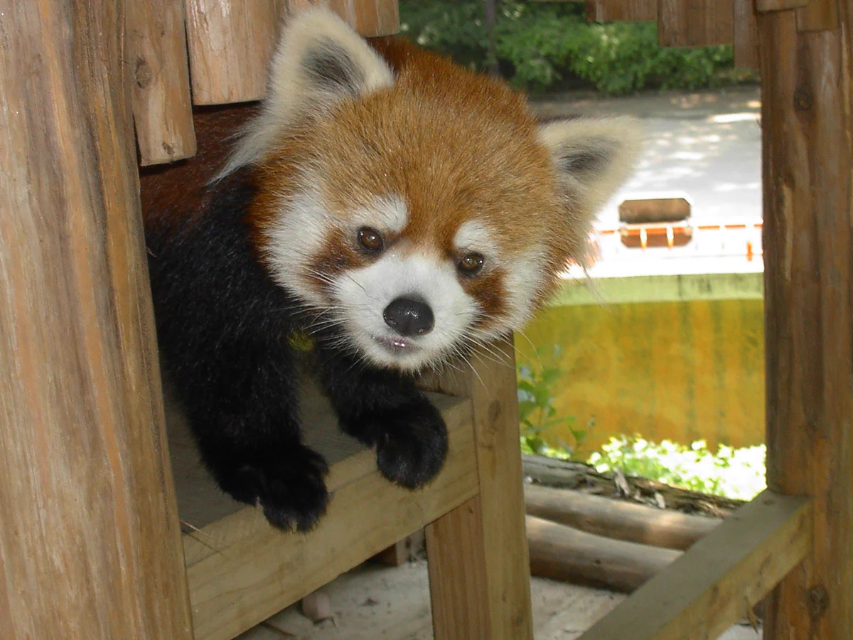 千葉市動物公園【公式】 on X: 