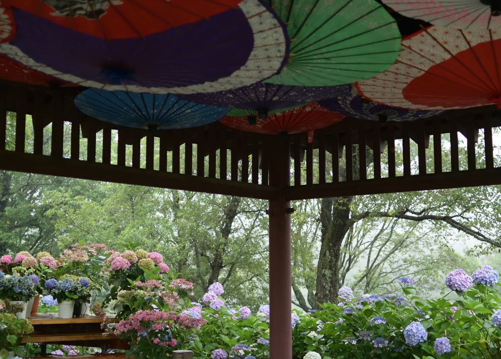 mei05888's tweet photo. 本日7/5はまんのう公園のボランティア日でしたが、強い雨のため本格的な活動はできませんでした。アジサイの剪定体験には、強い雨の中多くの方が来園されていました。
#アジサイ
#讃岐まんのう公園
#まんのう町
#紫陽花 https://t.co/2BwAxe3Oxc