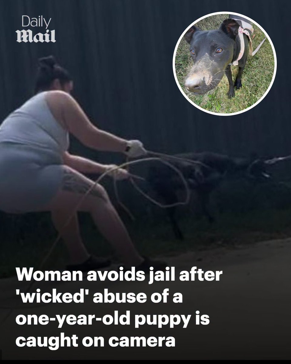 domdyer70's tweet photo. A Perth woman who was seen strangling her puppy because she was fed up with it destroying her belongings has been handed a suspended jail sentence. 
Lani Beattie, 23, was filmed by a passerby standing over 'lifeless' Roxy in the backyard of her Beckenham home on October 13 last year.

The witness called police and RSPCA WA after seeing the one-year-old dog tied to a carport pole with a rope around her neck.
They told The West they heard the staffy-kelpie cross puppy as it yelped, screamed, choked and struggled.

The witness reportedly also saw Beattie strangling Roxy with a second rope before suspending the puppy by the neck as she tried to escape.
Beattie told police she didn't want Roxy anymore because the dog was 'chewing up all my s***' and frustrated her.

Roxy was left with bruising, swelling, bleeding in her right eye, and behaviour consistent with psychological harm, examinations at a vet revealed.
She has since recovered after being removed from Beattie's care and rehomed by RSPCA WA. 

Beattie appeared at Perth Magistrates Court on Thursday, where the RSPCA WA prosecutor said it was an example of 'wicked' and 'sustained' cruelty.
Magistrate Michelle Harries called the behaviour 'abhorrent'. 

The facts are in my view serious ... They are facts you should be very ashamed of,' she said.
Beattie was convicted of animal cruelty and sentenced to six months and 14 days in prison. 
The order was suspended for 12 months with supervision and program requirements.
She was also banned from owning or caring for animals for five years and ordered to pay more than $1,600 to RSPCA WA.