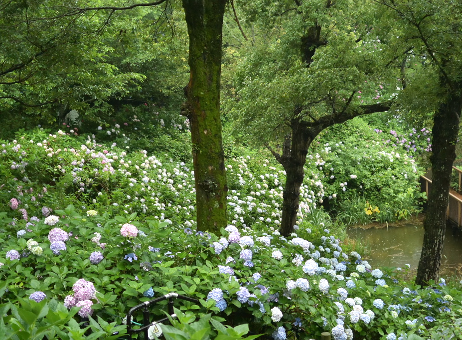 mei05888's tweet photo. 本日7/5はまんのう公園のボランティア日でしたが、強い雨のため本格的な活動はできませんでした。アジサイの剪定体験には、強い雨の中多くの方が来園されていました。
#アジサイ
#讃岐まんのう公園
#まんのう町
#紫陽花 https://t.co/2BwAxe3Oxc