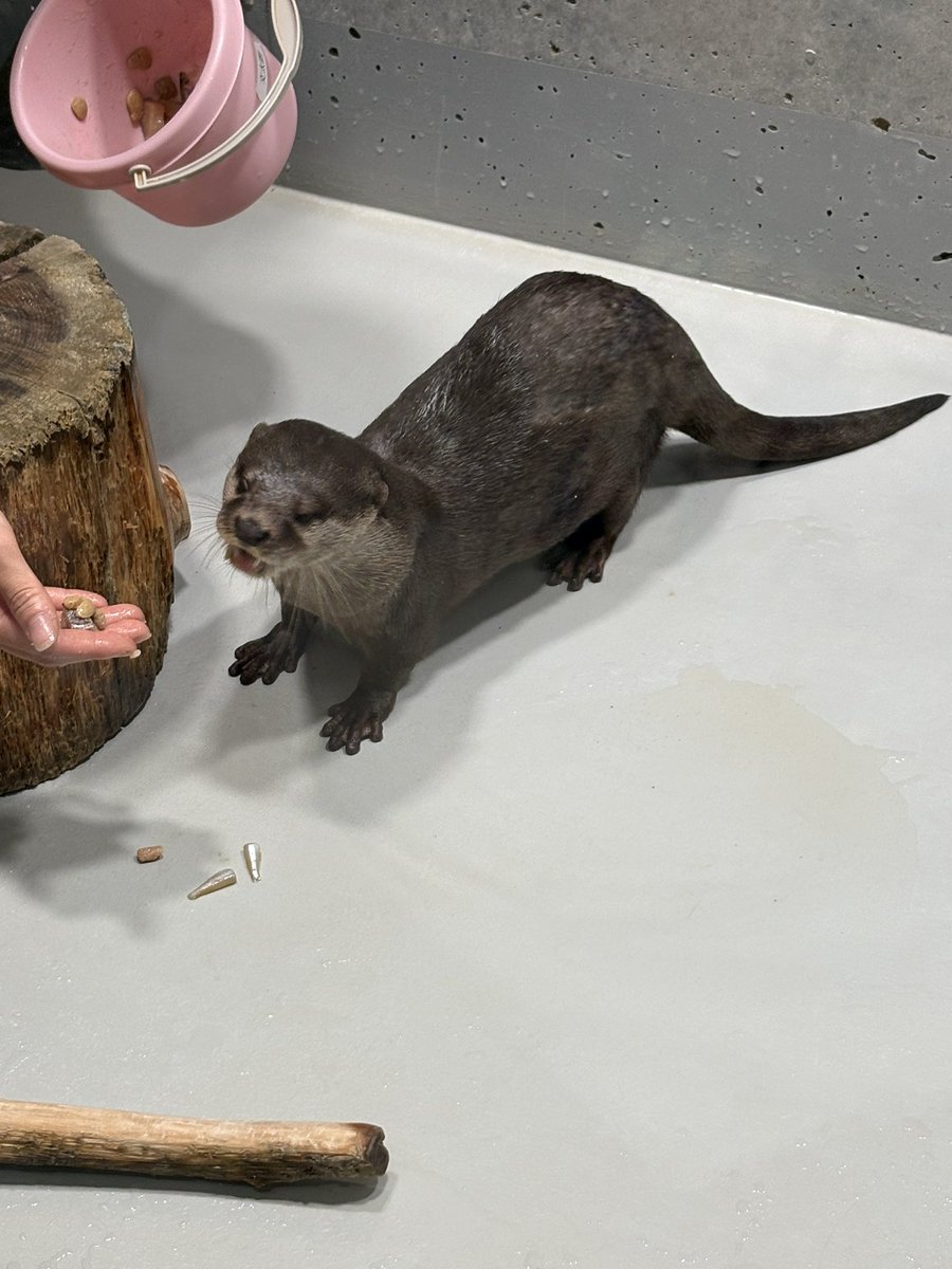 Umetakathan's tweet photo. カワウソさん、めちゃくちゃ可愛い💕 https://t.co/u3MVyud8AL