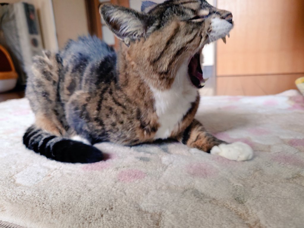 Azumasou_mai's tweet photo. 皆様多くの追悼コメント、過去のまいちゃんとの思い出や画像をお寄せいただきありがとうございます。非常に多くの方に愛されていたんだなと、改めて実感いたしました。

また、全国からお花や弔電が届いています。きっとまいちゃんも綺麗なお花に囲まれて喜んでいると思います。

コメントで妹のぷーちゃんの心配をされている方がおりましたので載せておきます。やはり少し寂しそうですが、女将を慰めるように今まで以上に膝に乗って来るとのことでした。

なかなか一つ一つへのご返信が難しい状況ではありますが、良ければこれまでの宿泊で撮影したまいちゃんを、引き続きコメントに載せて貰えたら嬉しく思います。