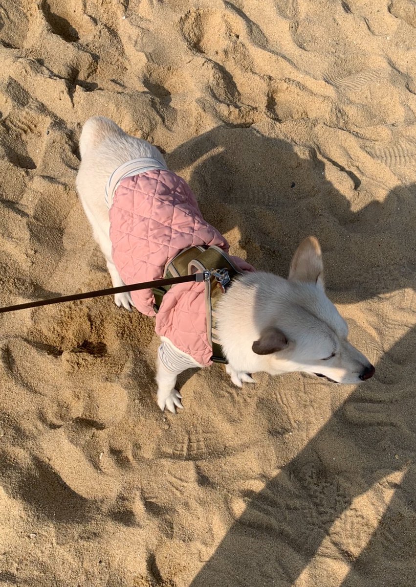 lavandeteinte's tweet photo. 인용들 너무 사랑스러움,,
우리 동생만 물갈퀴 되는줄 알고 놀렸는데 
모래 밟으면 다 이렇게 발 쫙 피는구나 흠흠 귀여웡 https://t.co/Mxn51u9toX