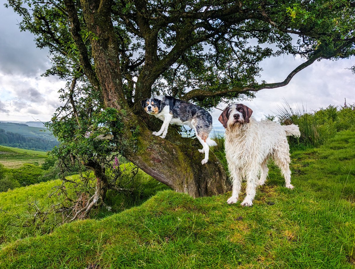paul_steele's tweet photo. A morning wander.. and Malc playing cat on a tree yet again 😆🐾 https://t.co/nDWs5hAedh