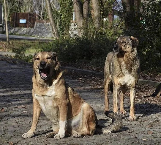 gundemedairhs's tweet photo. İstanbul Valisi Davut Gül:

(Başıboş köpeklerin toplatılması hakkında)

39 ilçemizin tamamına ormandan yer tahsis edildi. 

İstanbul'da bugün itibariyle tespit edilen sahipsiz hayvanların yüzde 65'i toplandı. 

Bu konu 2-3 ay içerisinde gündemden çıkacak. Sahipsiz hayvan sokakta olmayacak.