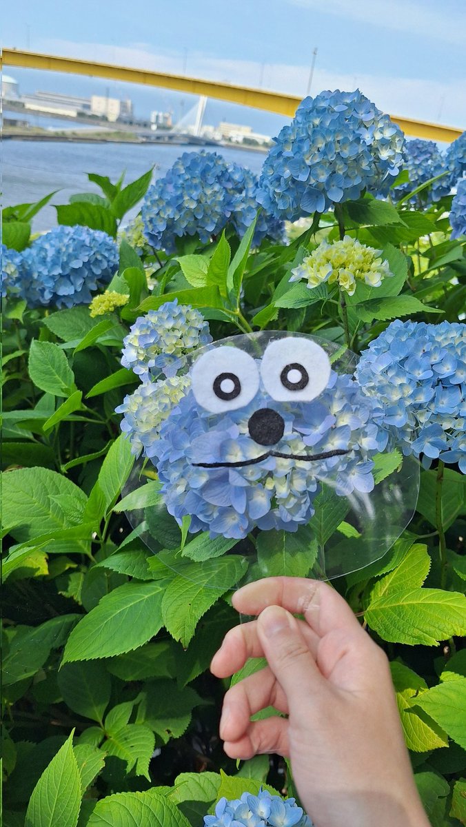 merotowa113902's tweet photo. 私には紫陽花がスンスンに見えちゃって…🤭どうしてもスンスンにしたくて『何でもスンスンにできちゃう魔法のうちわ』を作ってスンスンにしてみた🤭横長で水色の物なら何でもスンスンにできちゃうの🤭　#パペットスンスン　#紫陽花 https://t.co/4V8OuHEgBX