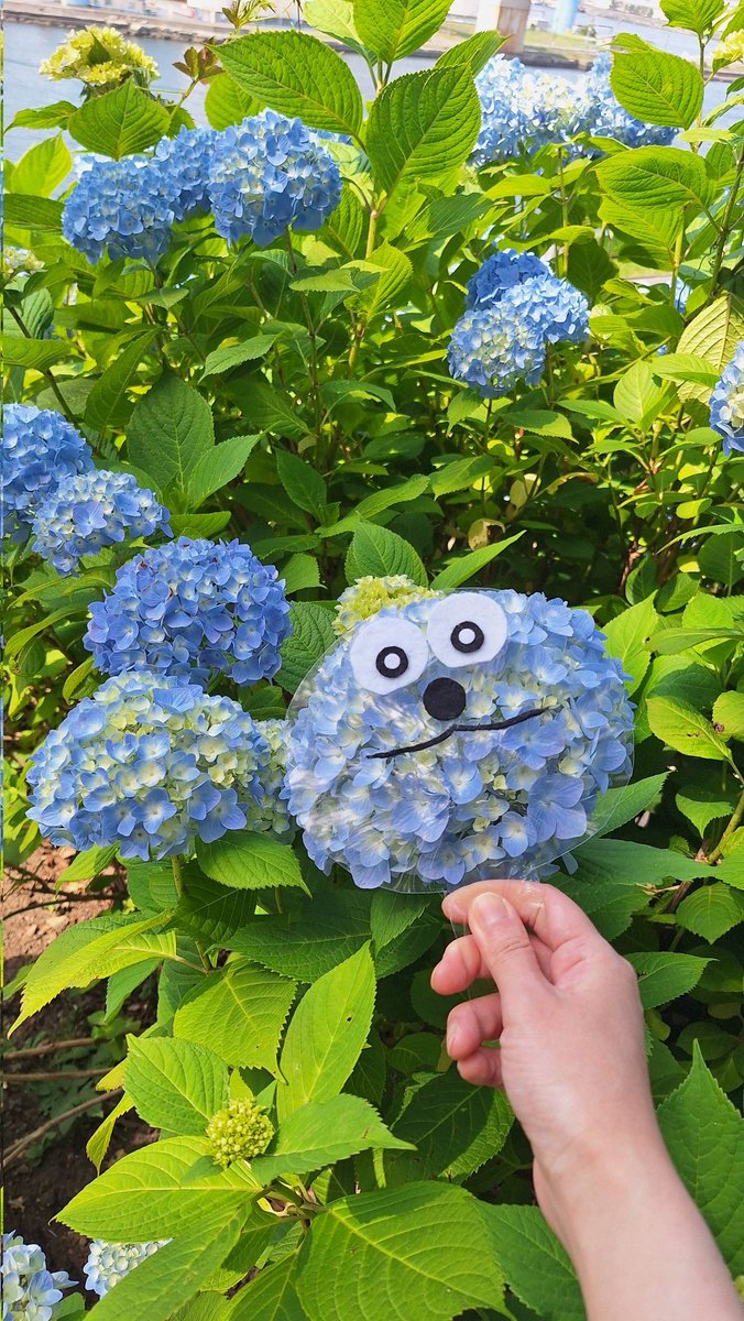 merotowa113902's tweet photo. 私には紫陽花がスンスンに見えちゃって…🤭どうしてもスンスンにしたくて『何でもスンスンにできちゃう魔法のうちわ』を作ってスンスンにしてみた🤭横長で水色の物なら何でもスンスンにできちゃうの🤭　#パペットスンスン　#紫陽花 https://t.co/4V8OuHEgBX
