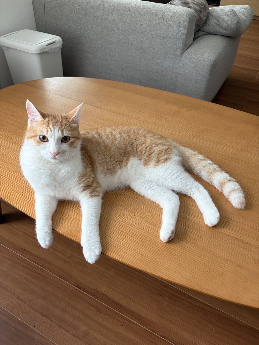 checoluna_cats's tweet photo. ちゃるちゃる
今日から、大人ごはんになりました。
一才まであと1ヶ月ちょっとあるけど、もう大人の仲間入り😻 https://t.co/Vwz2hfFcdH