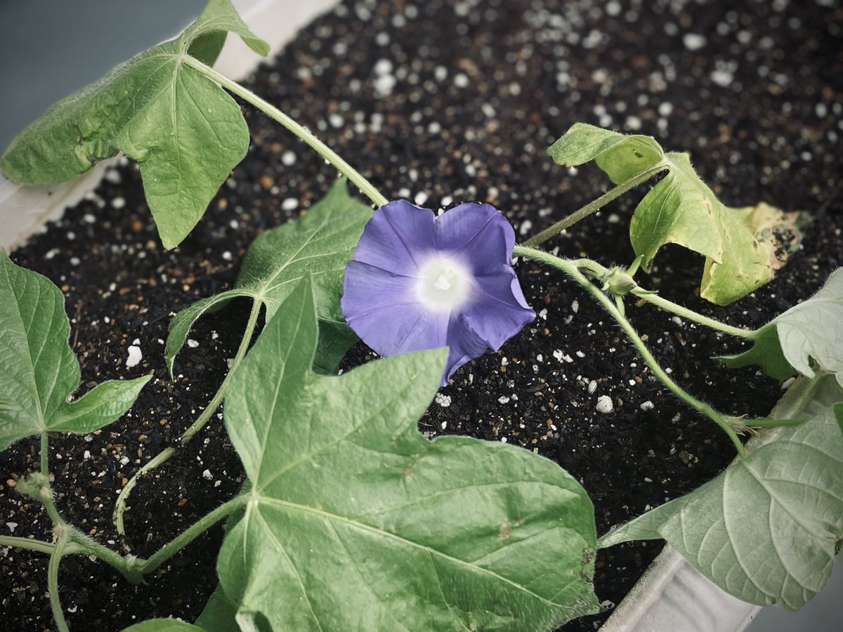 nobo10's tweet photo. あれ？朝見たらもう咲いてる？
うちのビックリファームにこの前植えた朝顔が咲いてた。
もう夏ってことか。 https://t.co/fuNBxsUess