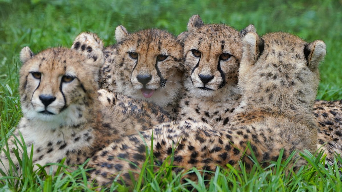 fuji_safari1980's tweet photo. サファリゾーンにデビューしてから、1年が経とうとしている四つ子チーターたち🥰

すっかり大きく成長しましたが、くっついて過ごす方が落ち着くみたい😌

#2025年4月23日生まれ #子チーター #富士サファリパーク https://t.co/oB6N1rI7so
