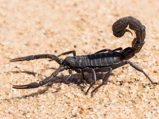 Theme_from_Jaws's tweet photo. This week is arachnid love week, all week. https://t.co/yFQSBLMhg4