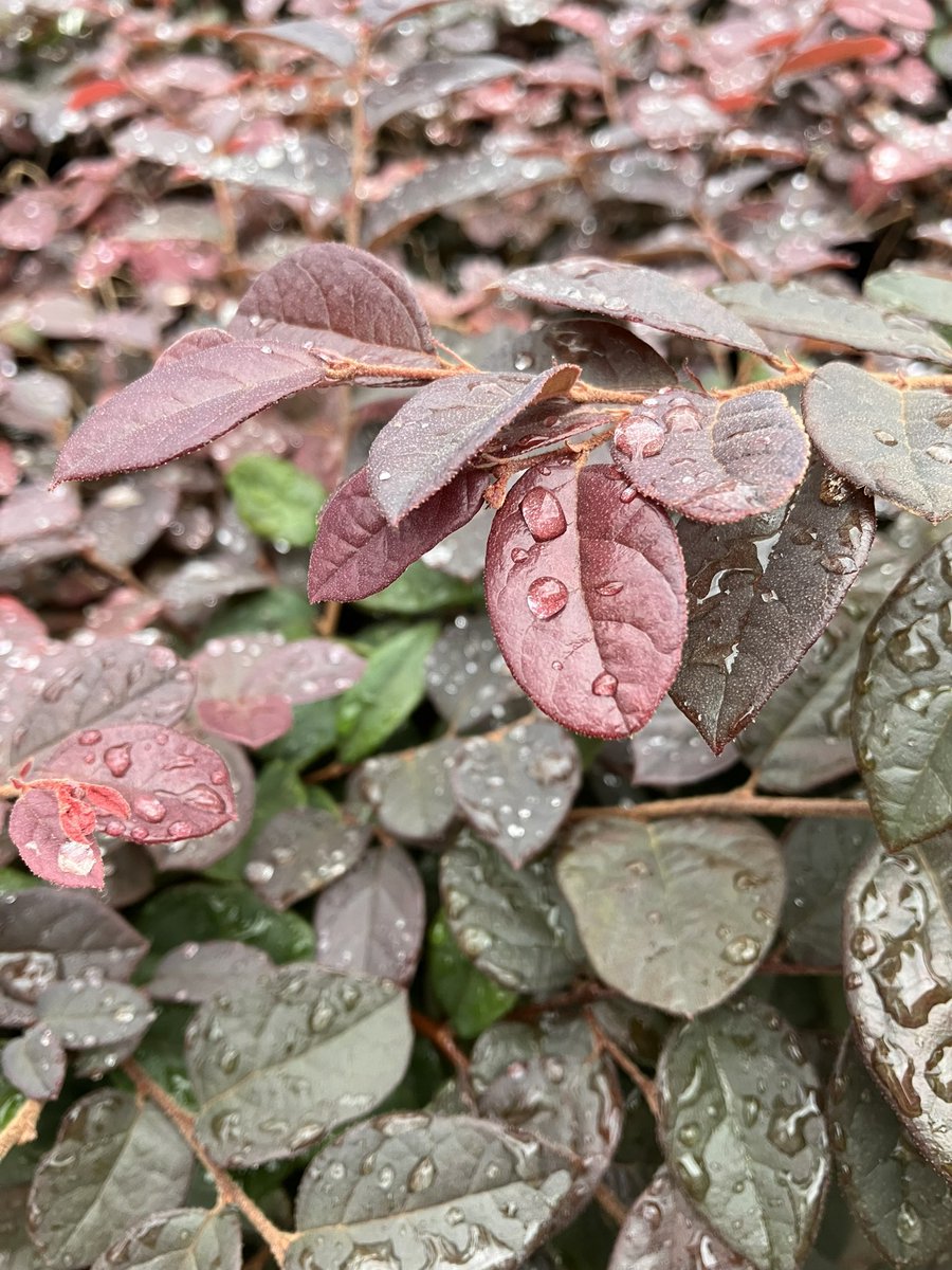 JulyWinona's tweet photo. 道の端の葉っぱが雨粒をきらきらと輝かせていてきれいで、着ているワンピースと同じ感じの色だった。 https://t.co/YNosvhwOV9