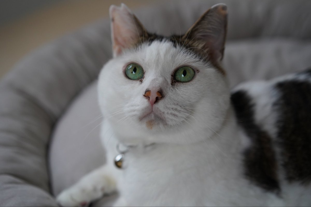 am_3392's tweet photo. 今日の猫です #猫 https://t.co/eVLRBD2Ab2