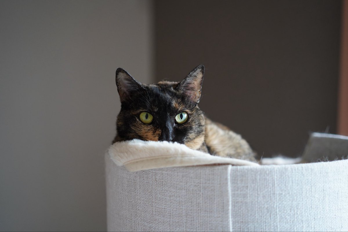 am_3392's tweet photo. 今日の猫です #猫 https://t.co/eVLRBD2Ab2