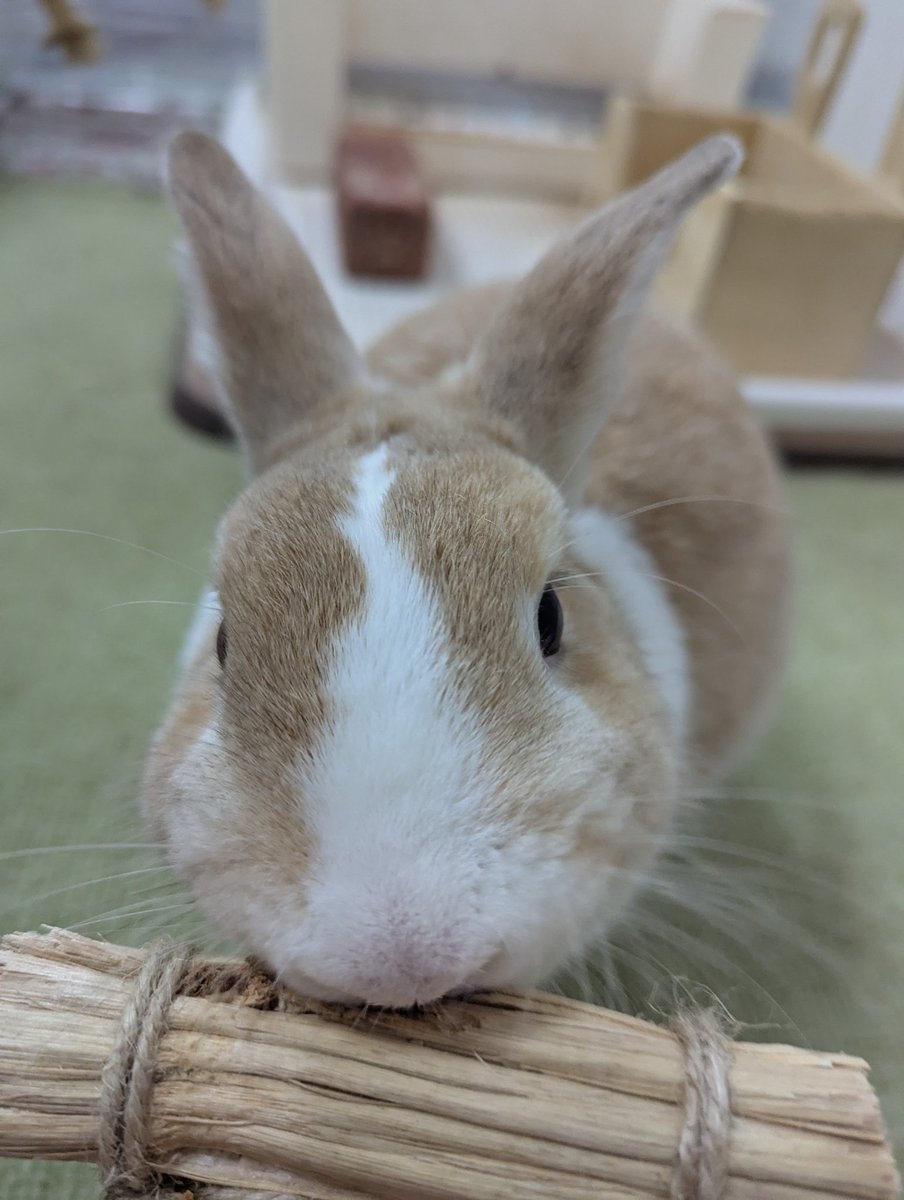 amethyst_bun's tweet photo. ガジガジ https://t.co/jWLAF7u4Zj
