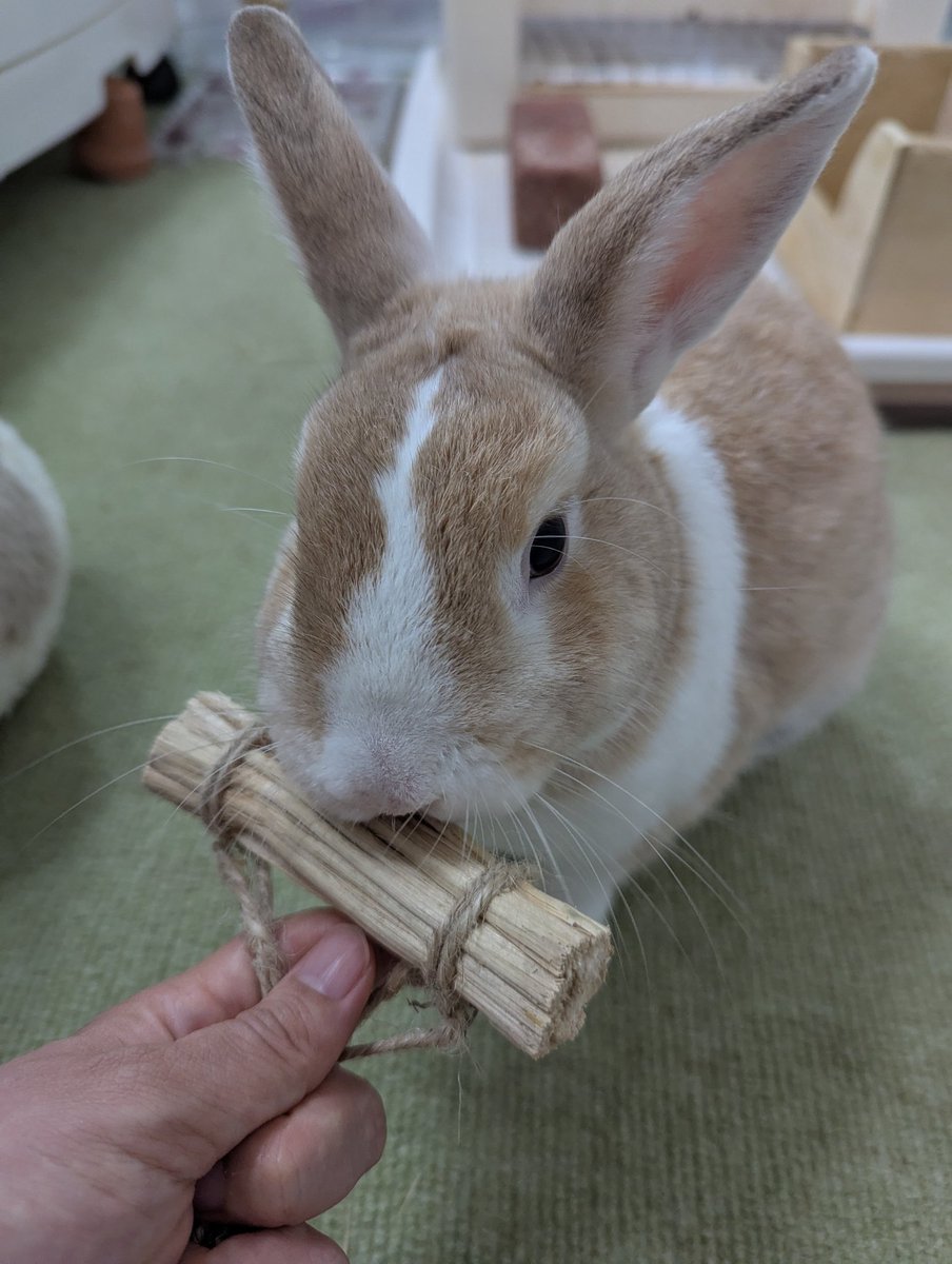 amethyst_bun's tweet photo. ガジガジ https://t.co/jWLAF7u4Zj
