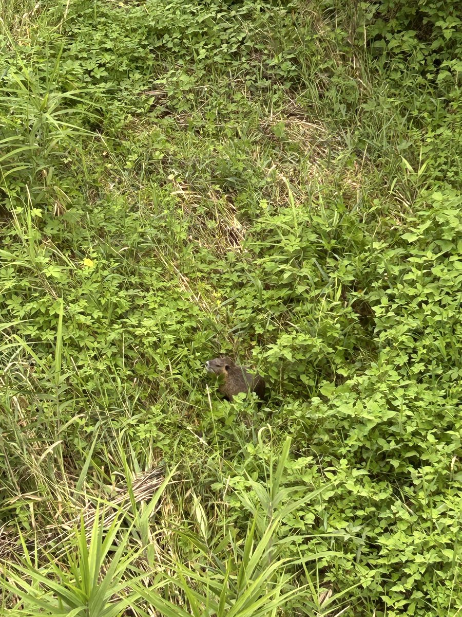 ohiwafest's tweet photo. ほぼほぼビーバー🦫 https://t.co/2CqujGqfJx